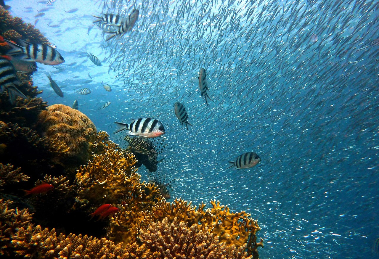 Snorkelling at Racha Yai Island